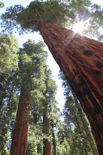 Happy #EarthDay! Our mission is to sustain America’s forests for all of their public benefits of wildlife, water, wood &amp; people’s well-being, in cooperation w/ landowners &amp; communities. Learn about our work pacificforest dot org &amp; support our efforts to make #EarthDayEveryday
