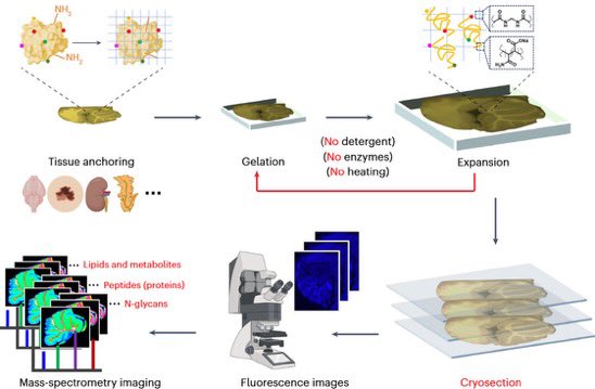 Lingjun Li Research Group (@liresearch) on Twitter photo Exciting paper in <a href="/naturemethods/">Nature Methods</a> that pushes the boundaries of MSI and spatially-resolved omics🥳TEMI reaches single-cell spatial resolution and enables the profiling of hundreds of lipids, metabolites, peptides, and N-glycans in complex tissue. Check out: rdcu.be/eiIWy Exciting paper in <a href="/naturemethods/">Nature Methods</a> that pushes the boundaries of MSI and spatially-resolved omics🥳TEMI reaches single-cell spatial resolution and enables the profiling of hundreds of lipids, metabolites, peptides, and N-glycans in complex tissue. Check out: rdcu.be/eiIWy