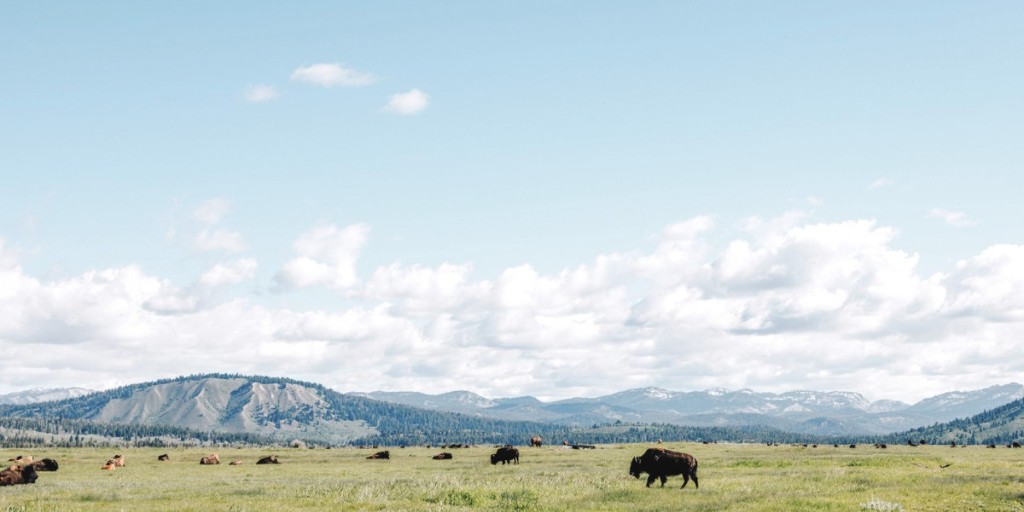 #EarthDay with #FSJacksonHole!🌏Explore the beauty of #JacksonHole through tours from watching wildlife in their natural habitat to soaring above the Tetons and discovering Yellowstone National Park. Learn more - bit.ly/42jn167 #FSforGood
