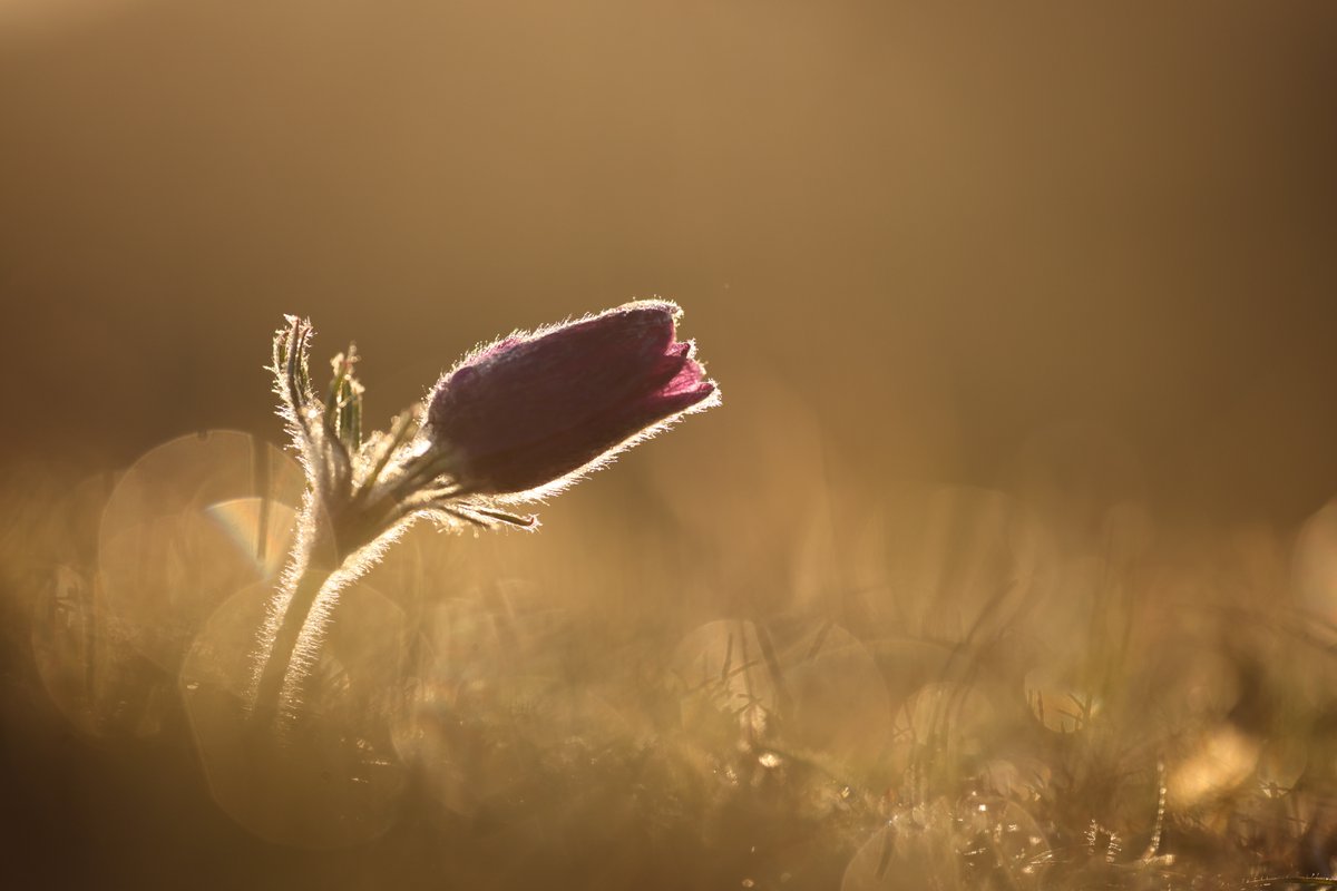 Pasque Flower