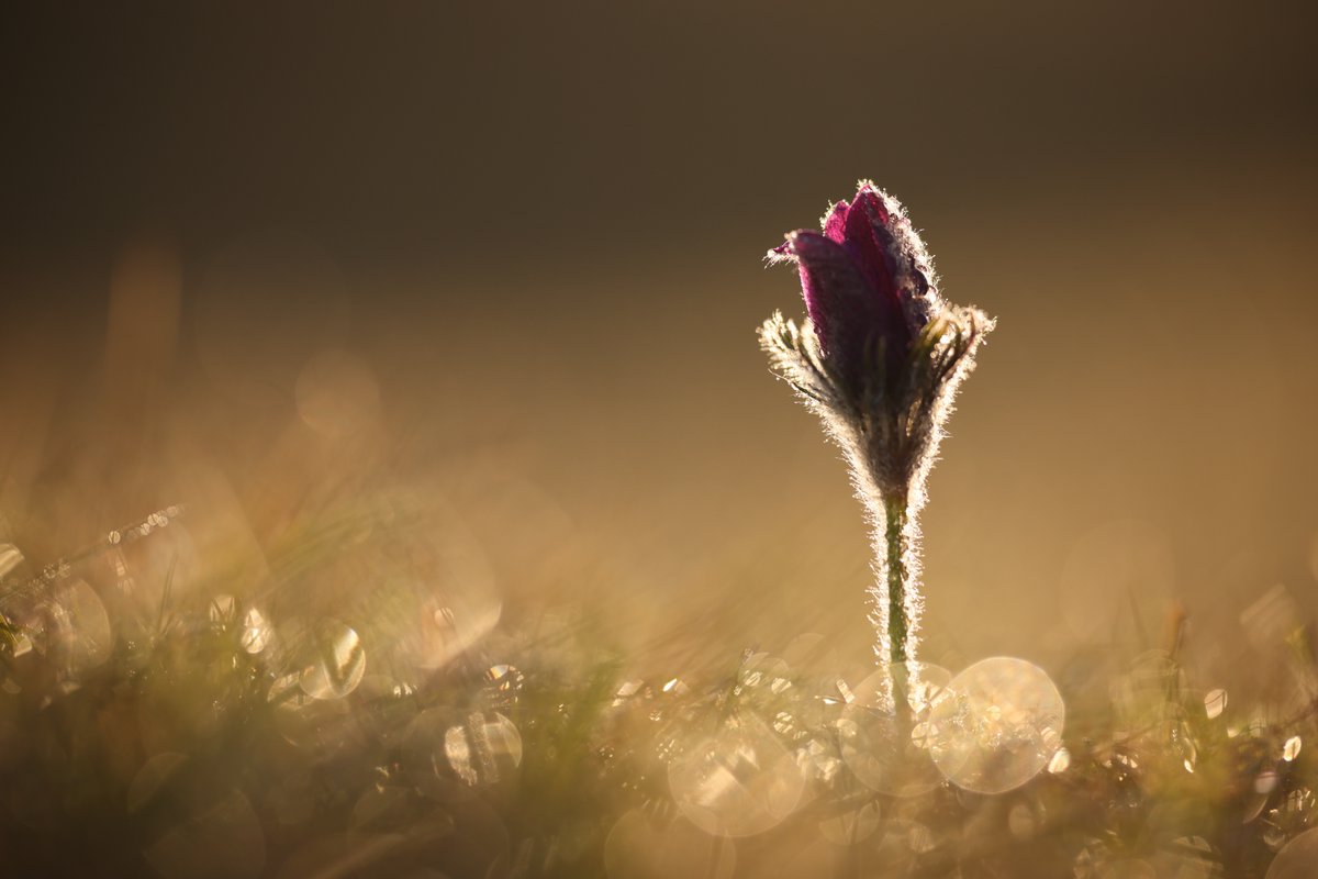Pasque Flower