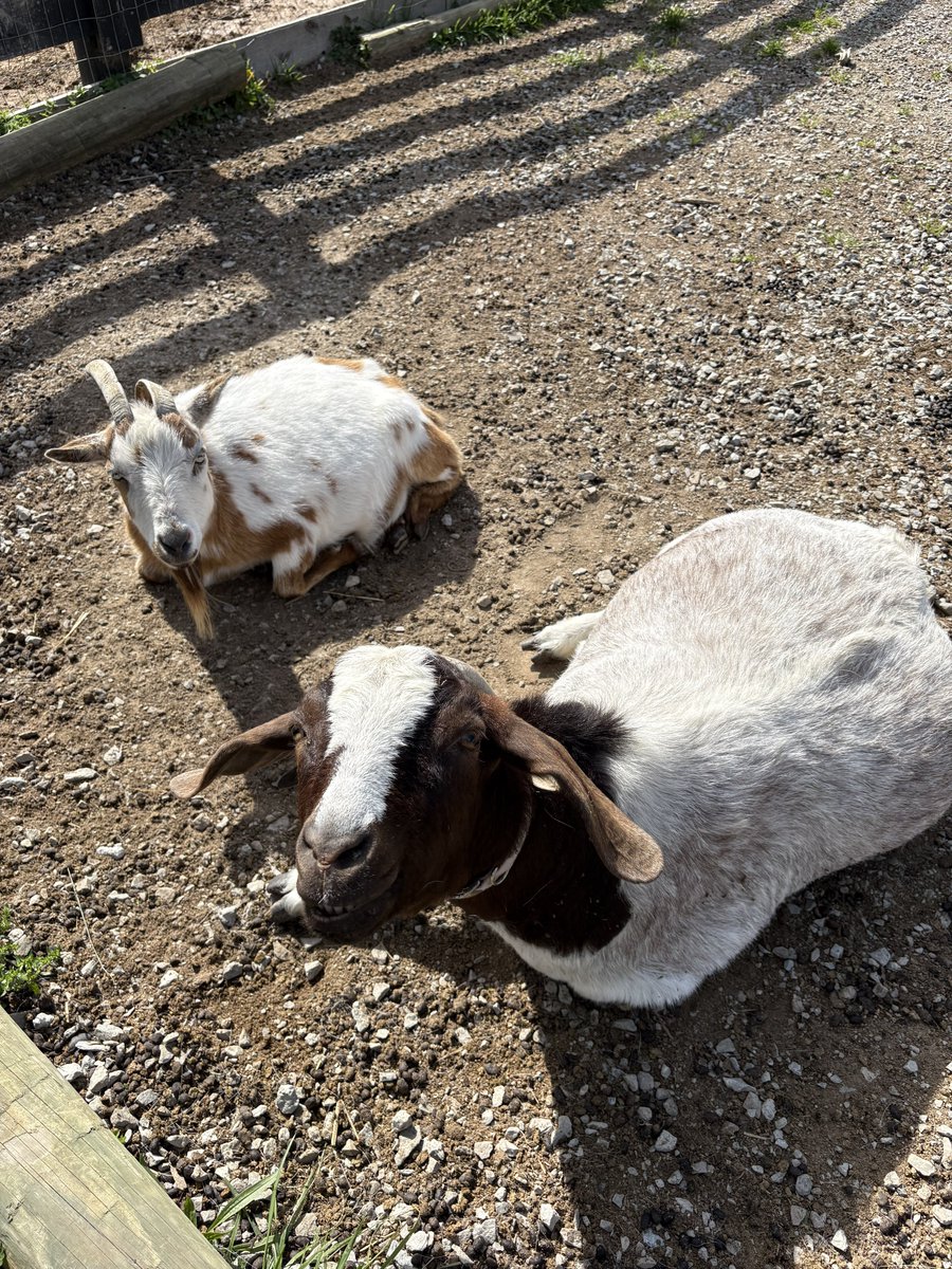 Pumpkin Spicy Pony Wrangler tweet media