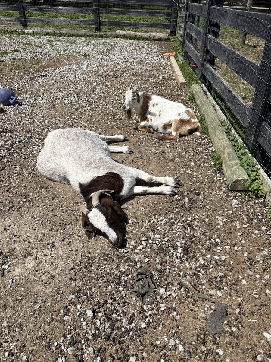 Pumpkin Spicy Pony Wrangler tweet media