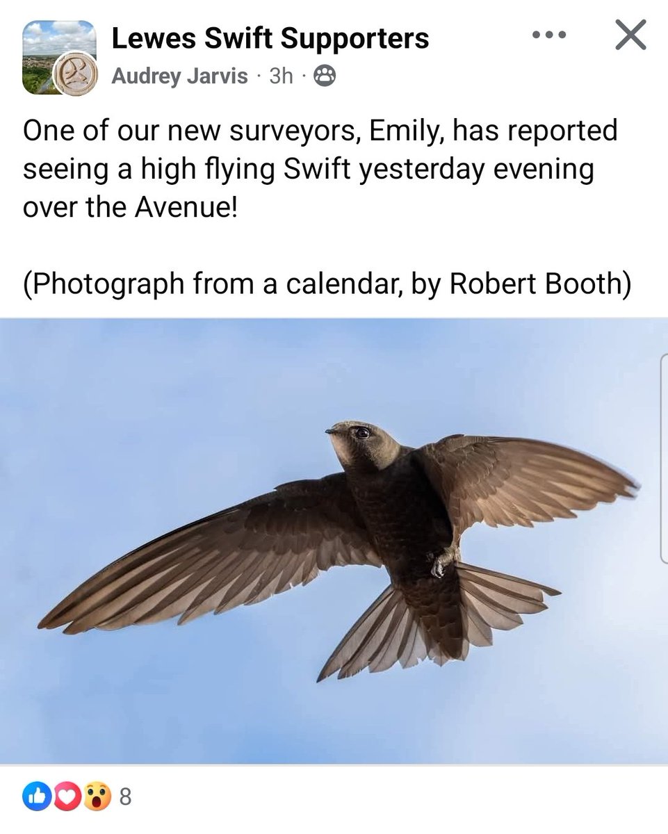 Established breeders appearing over Lewes! {< {<
22/04/2025