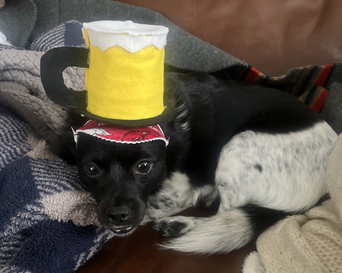 tanner_hale's tweet photo. @RazorbackBSB Dundee is Ready 🐶🍺🧢 https://t.co/8pRfT50p6j
