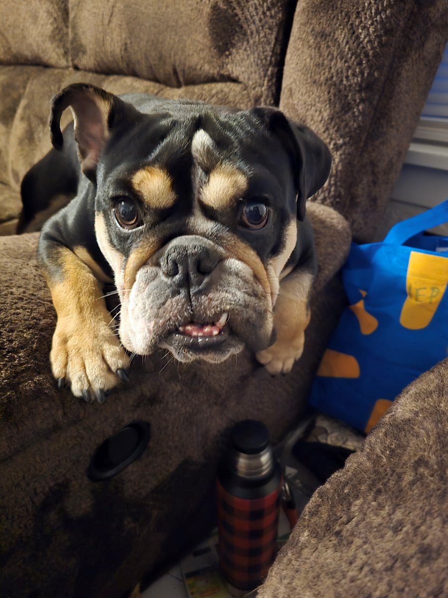 Denver Animal Shelter tweet media