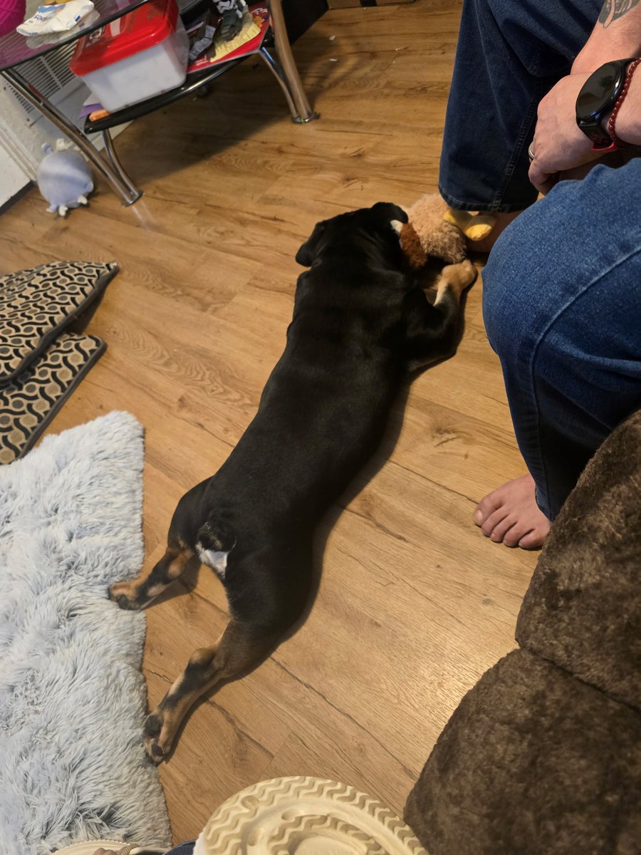 Denver Animal Shelter tweet media