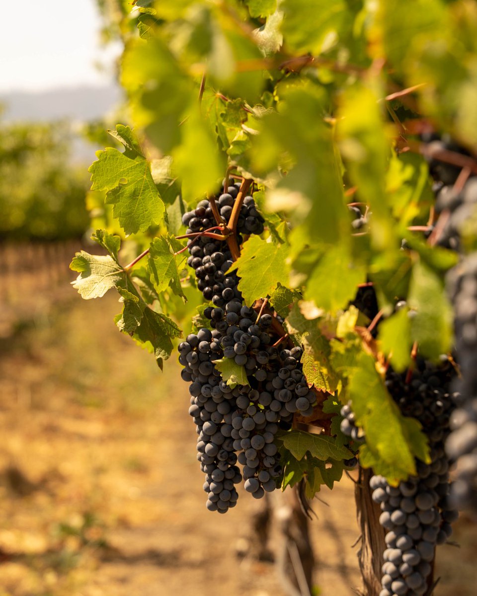 Sustainability is always on board at the Napa Valley Wine Train. 🌎 From our locally sourced ingredients to our clean-energy locomotive, we're proud to be reducing our environmental impact while delivering a timeless experience. Happy Earth Day from the Napa Valley Wine Train!