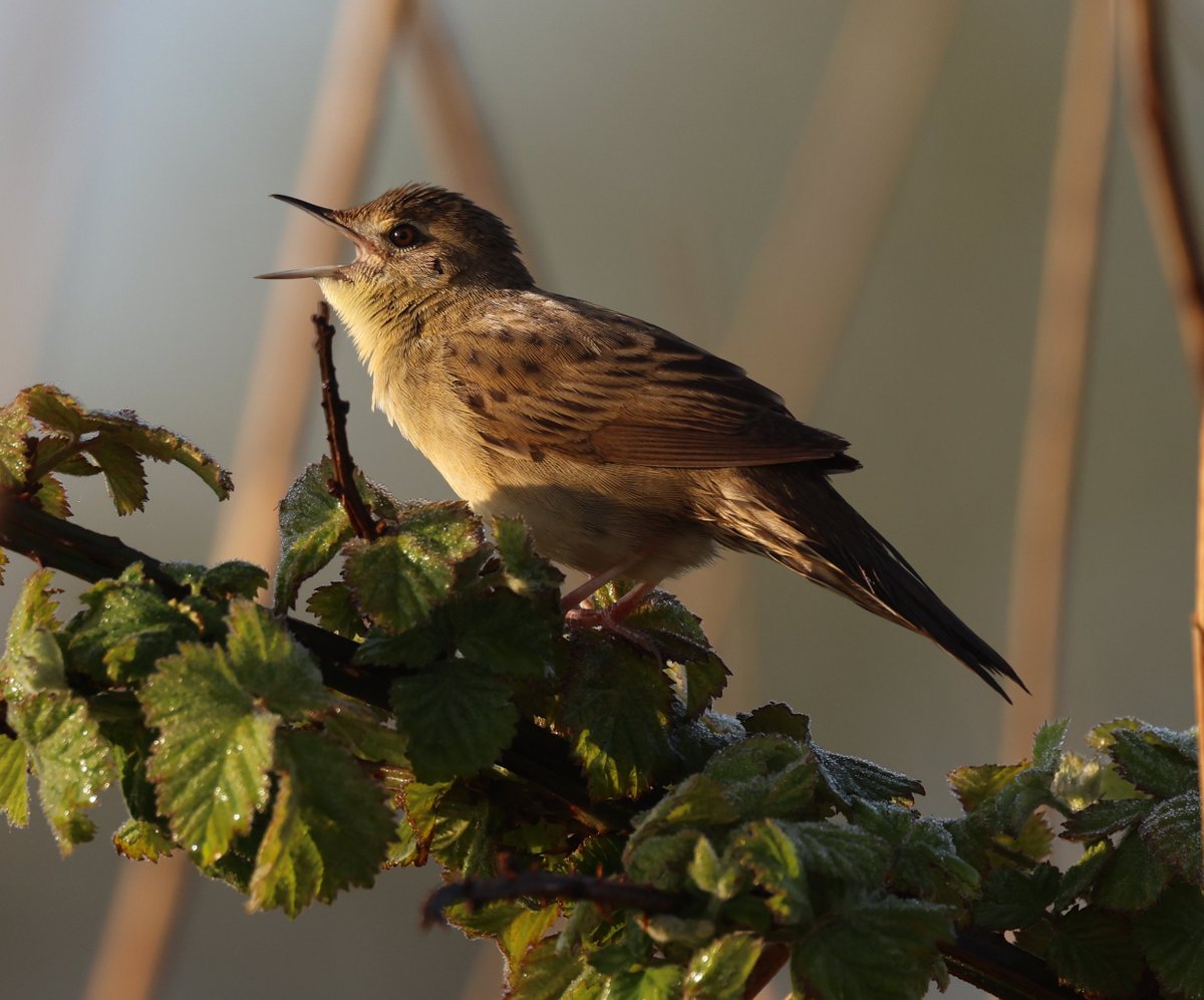 A reeling Grasshopper Warbler enjoying the sunshine in coastal Suffolk this morning.
