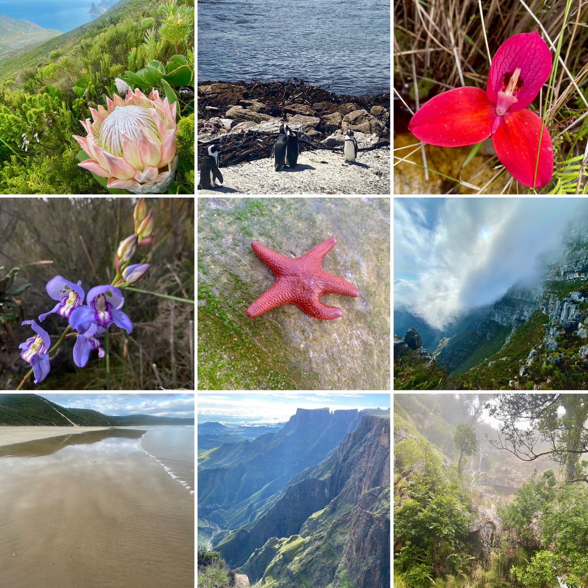 Cilnette tweet media