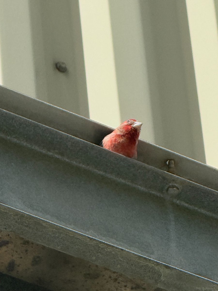 SLAC (@slaclab) on Twitter photo Located in the rolling hills three miles west of <a href="/Stanford/">Stanford University</a>, we share our space with numerous species of local wildlife. Here are some of that were spotted by SLAC staff just this year to celebrate #EarthDay! Located in the rolling hills three miles west of <a href="/Stanford/">Stanford University</a>, we share our space with numerous species of local wildlife. Here are some of that were spotted by SLAC staff just this year to celebrate #EarthDay!