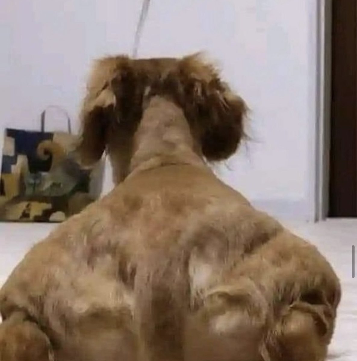 <a href="/LapisWoof/">Lapi</a>