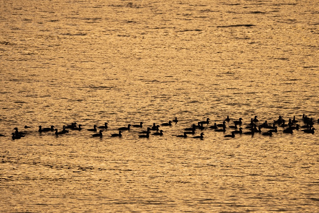 🌎️ HAPPY EARTH DAY!🌲
🤲 Responsible #birding helps keep habitats healthy, vibrant, and full of life.⁠ 🌱

📸 Here's our favourite shots from 2024 from the #SouthernGulfIslands and #HarrisonRiverValley.
⁠-
#BCBirdTrail #LookUpStayGrounded #IndigenousBC #ExploreBC #HelloBC