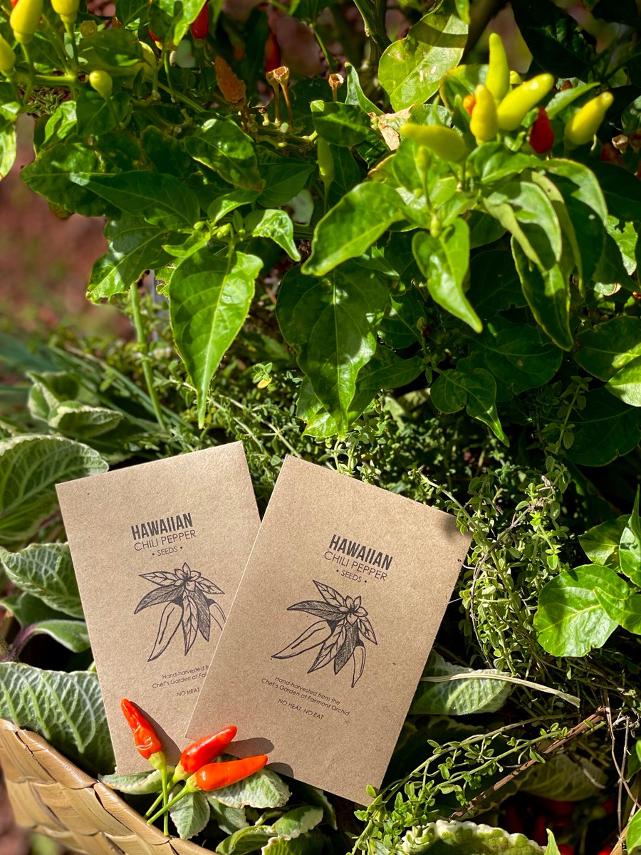 Join our Ulu Pono Garden Experience and learn about the native plants that make Hawaiʻi Island so special. 🌿 spkl.io/6011fYD5F