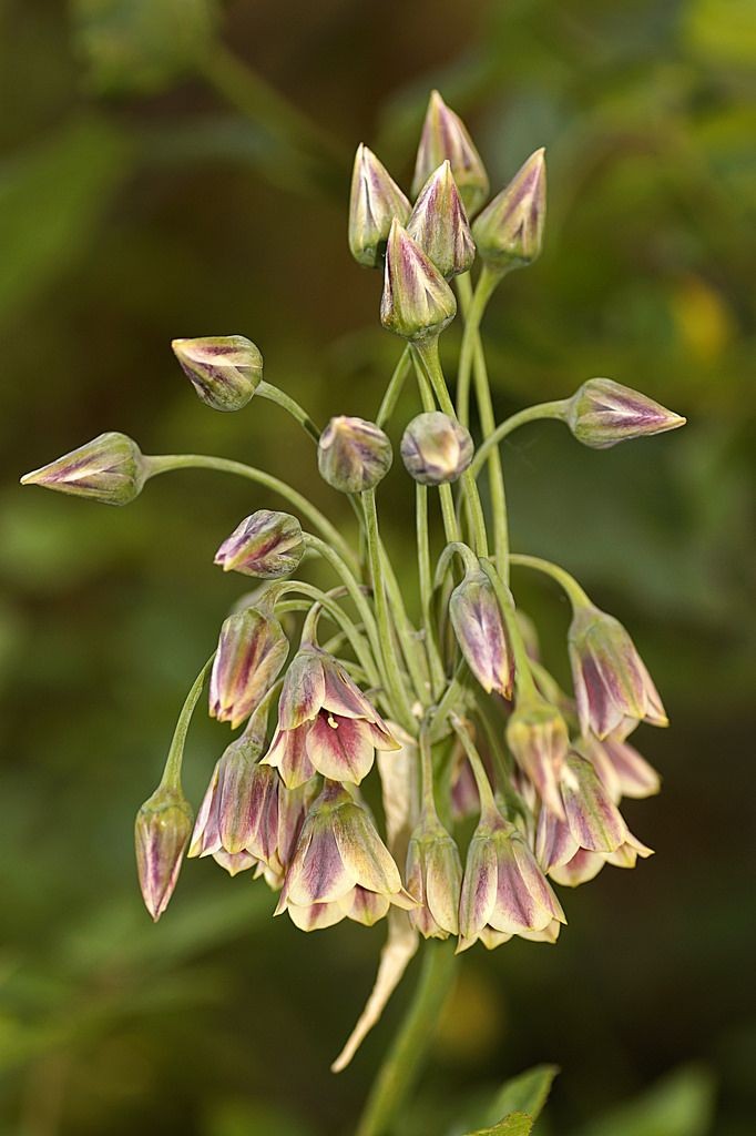 Naturepathway's tweet photo. Hanging bells of subtle hues, a unique floral display. #SicilianHoneyGarlic #AlliumSiculum #OrnamentalOnion https://t.co/K6AIdXj7J0