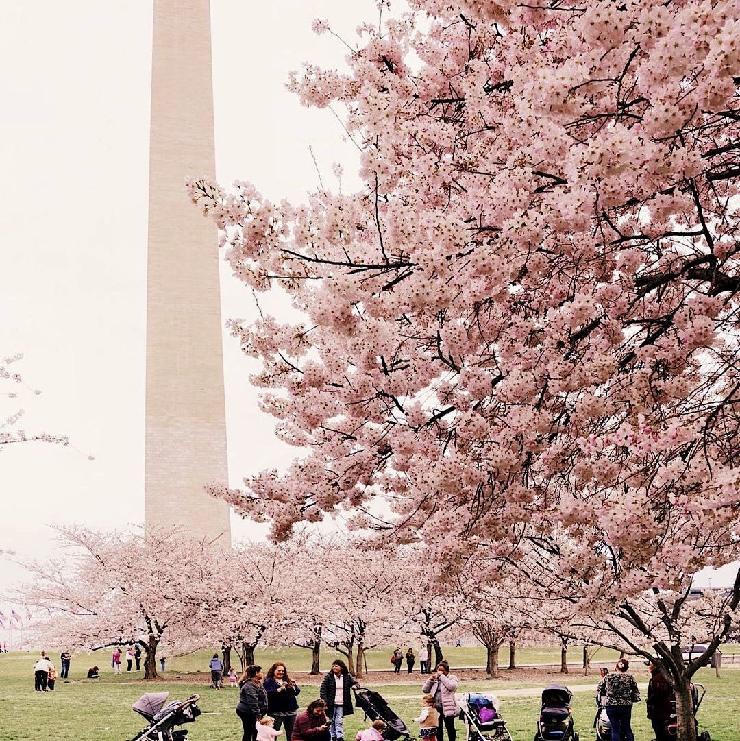 Spring in America:

Cherry Blossoms in Washington D.C.