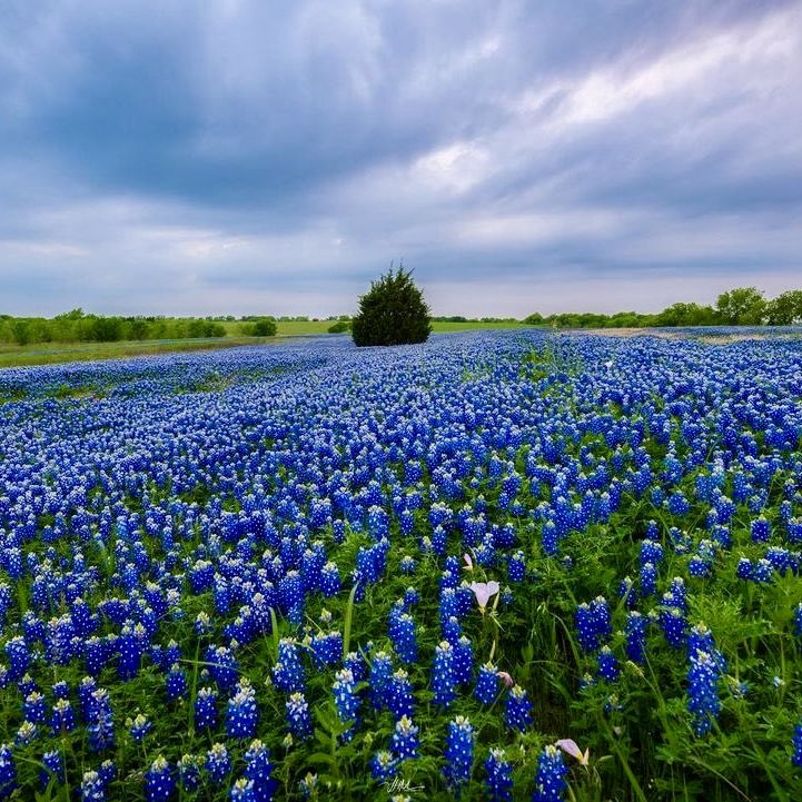 Spring in America:

Ennis, Texas