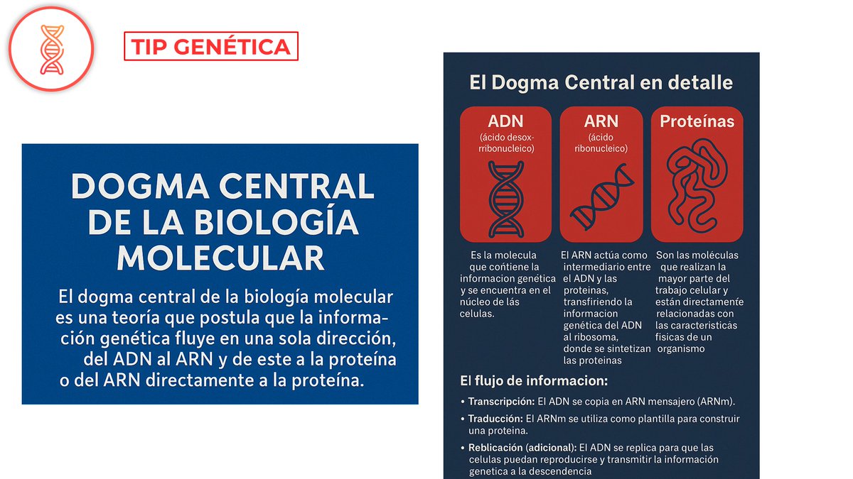 NefroGetafe (@nefrogetafe) on Twitter photo 🎯🎯¿ Sabes como influye la información génica? ¿Qué es el dogma central de la biología molecular? No te suena?? Aquí te lo explicamos✍️✍️<a href="/SENefrologia/">S.E.N. Nefrología</a> <a href="/SOMANEorg/">Sociedad Madrileña de Nefrología (SOMANE)</a> #HospitaldeGetafe #Nefrogenética 🎯🎯¿ Sabes como influye la información génica? ¿Qué es el dogma central de la biología molecular? No te suena?? Aquí te lo explicamos✍️✍️<a href="/SENefrologia/">S.E.N. Nefrología</a> <a href="/SOMANEorg/">Sociedad Madrileña de Nefrología (SOMANE)</a> #HospitaldeGetafe #Nefrogenética