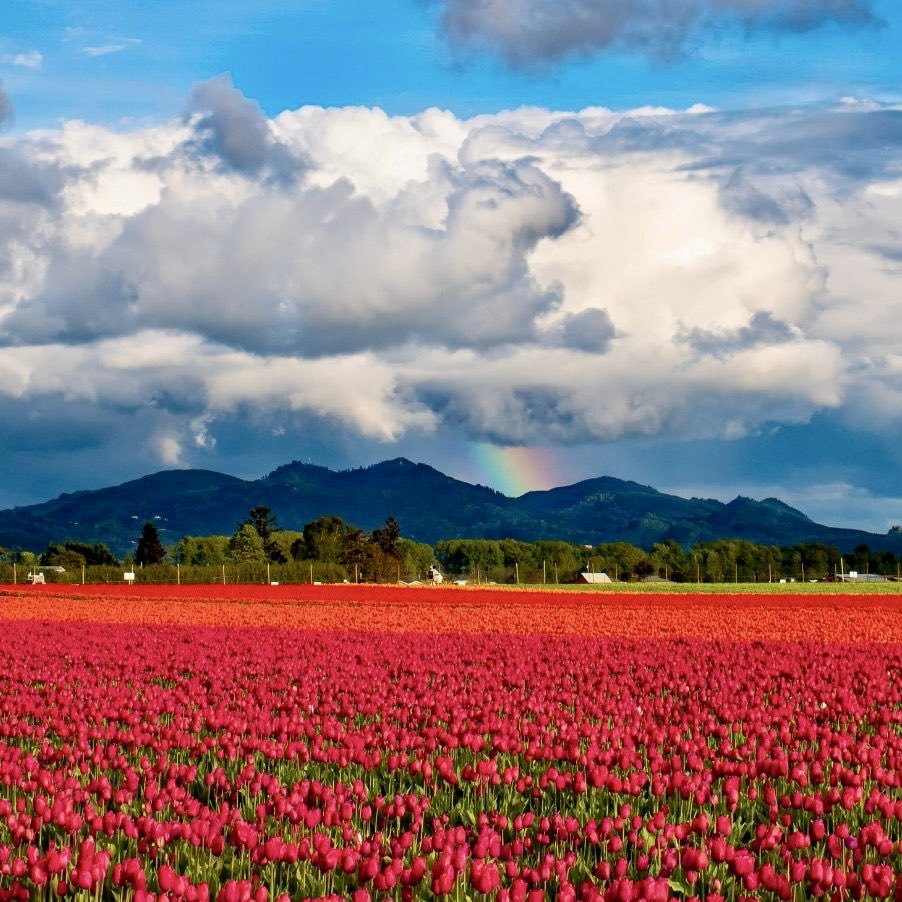 Spring in America:
Mount Vernon, Washington
