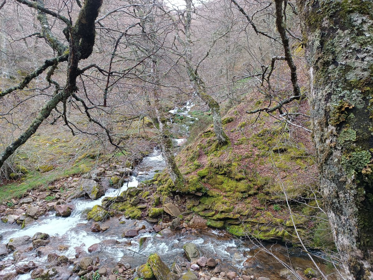 Celebrado el #DiaDeLaTierra con unas imágenes de hoy en #Campoo Solo tenemos un planeta  <a href="/cant_infinita/">Cantabria Infinita</a> <a href="/Alto_Campoo/">Estación Alto Campoo</a>