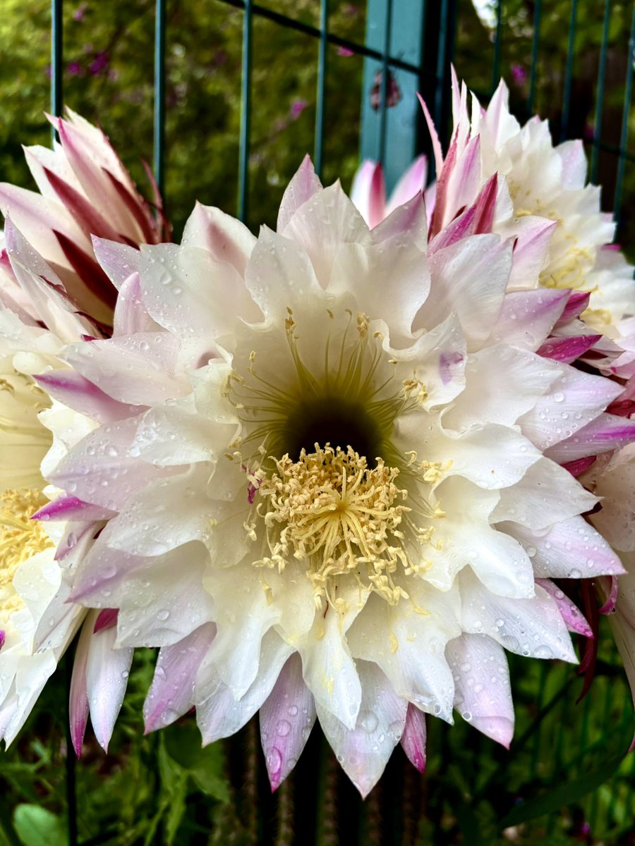 dia de tronades⛈️