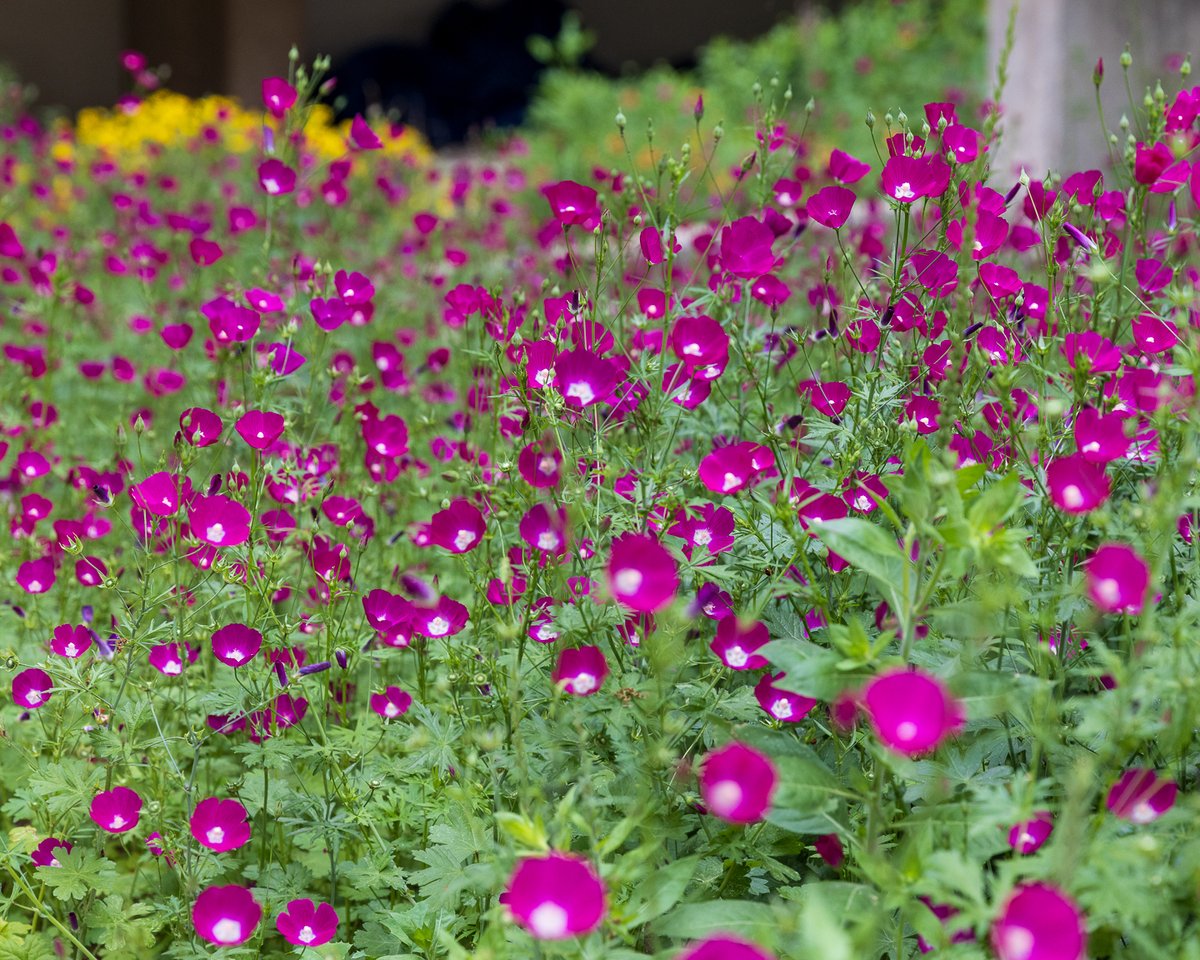 Happy #EarthDay from UT Health Austin! What starts here changes the world and what a beautiful world it is 🌼