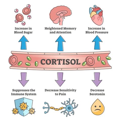 foodcapsule_22's tweet photo. 🛡️مقاومة الكورتيزول - Cortisol resistanc🛡️ https://t.co/f5NPPwF6U5