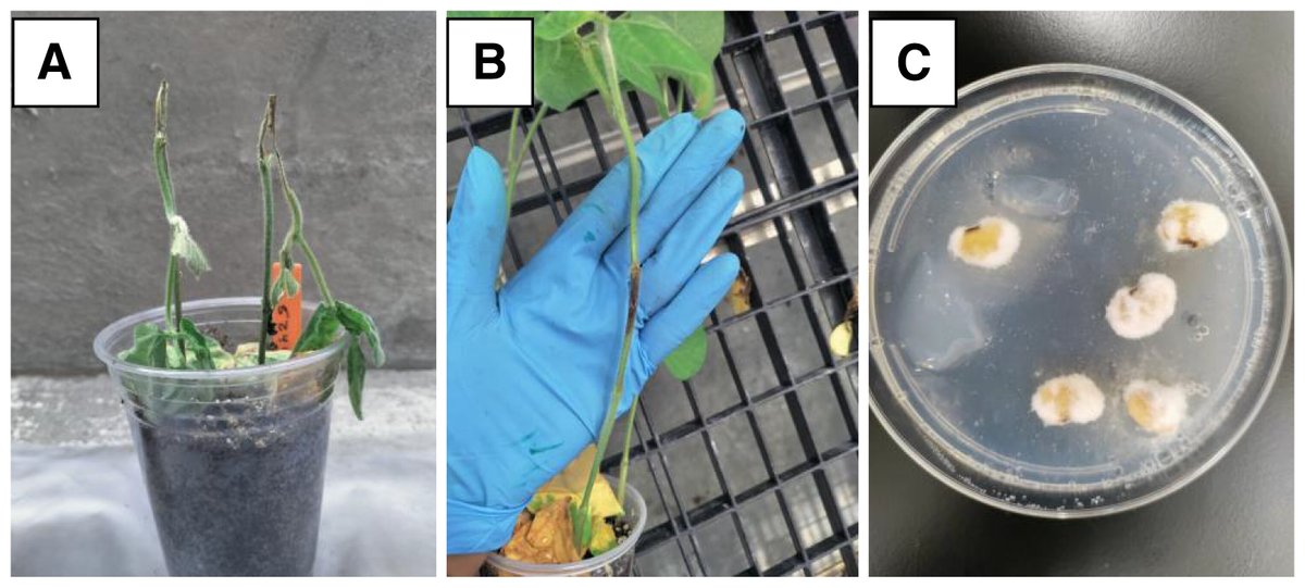 D. longicolla causes major seed and stem disease in #soybean, but resistance is poorly understood. Bijula Mankara Sureshbabu et al. find no link between stem and seed infection severity—underscoring the need for targeted resistance breeding. <a href="/febina_m/">Febina Mathew</a> doi.org/10.1094/PHP-05…