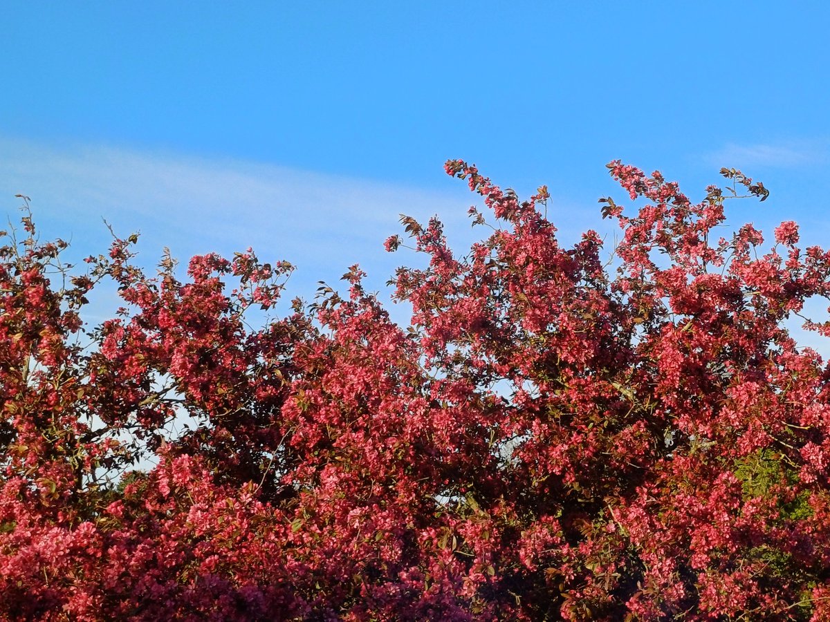handsofmagic's tweet image. The view outside my window. The closest branch is about 6ft away #TreeClub #cherrytree