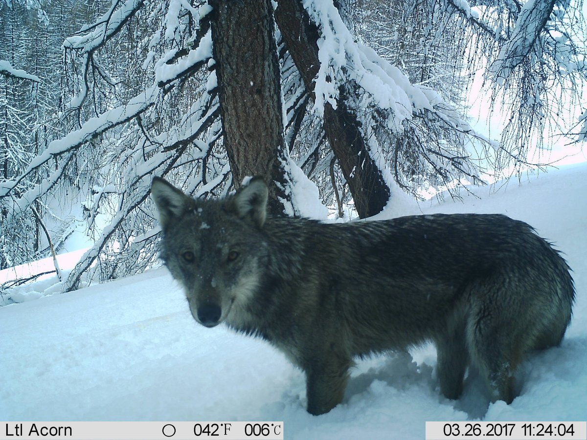 trailcam (@trail_cams) on Twitter photo 