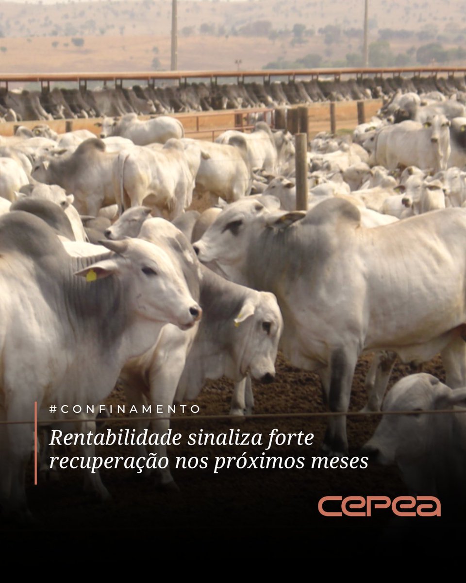 CepeaEsalq's tweet photo. #CONFINAMENTO – Levantamentos do Cepea mostram que os abates realizados em março tiveram a menor rentabilidade dos últimos sete meses – com índice de 1,3% ao mês –, mas as projeções indicam uma trajetória de recuperação nos resultados financeiros. Cálculos do Centro de Pesquisas apontam para a rentabilidade indo a 2,5% a.m. nos abates previstos para julho, o que sinaliza maior atratividade da atividade.
Segundo pesquisadores do Cepea, essa retomada ocorre mesmo em um cenário de custos operacionais altos, especialmente relacionados à alimentação dos animais. O aumento nos preços dos alimentos tem elevado as despesas do sistema. Ainda assim, conforme o Centro de Pesquisas, a valorização da arroba vem contribuindo para sustentar a recuperação das margens, aumentando a viabilidade econômica do confinamento.
Fonte: Cepea (https://t.co/R7Ei49yWIq)
#Cepea #Esalq #USP #agro #agronegócio #pesquisas