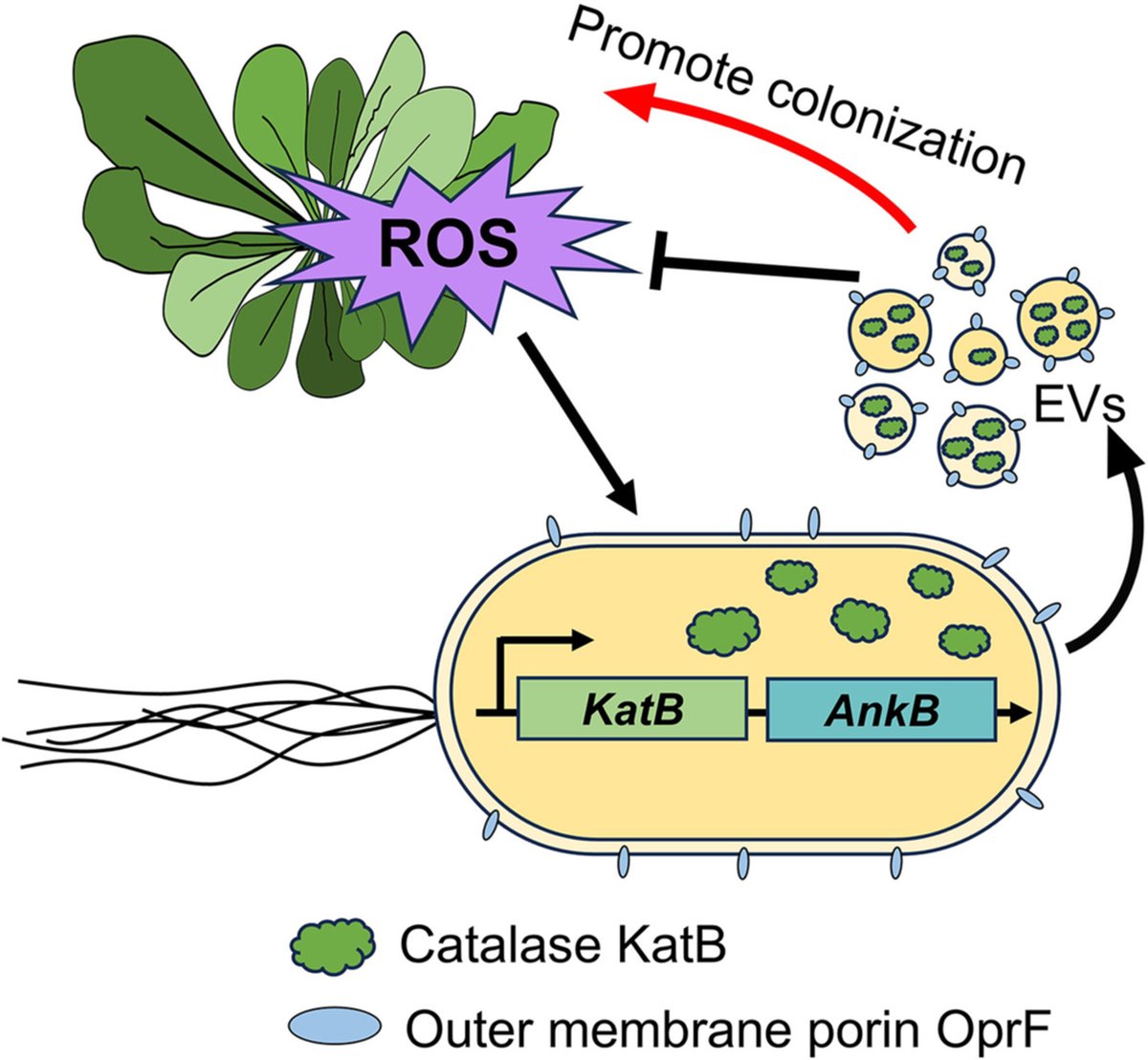 JIPBio's tweet image. We know that gram-negative bacteria release extracellular vesicles into their surrounding environment--but why? 
Deng et al. tell all in a new #JIPB paper!
doi.org/10.1111/jipb.1… @wileyplantsci #PlantSci #ROS #plant #disease #Pseudomonas #PlantPathology #phytopathology