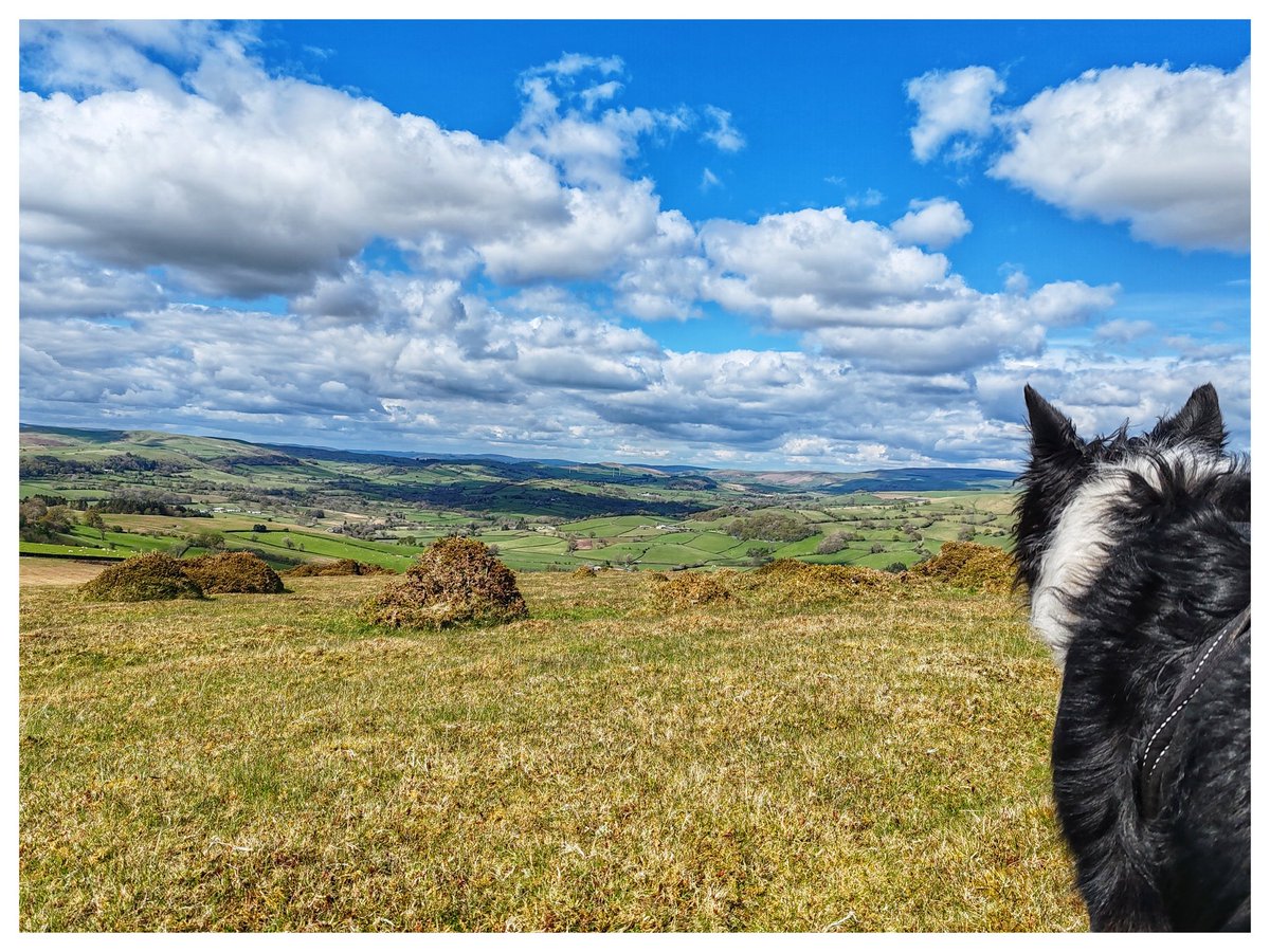 smoggiewalks's tweet image. Wylfre trigpoint SO 11610 52069 #trigpoint #radnorshire #trigpointchallenge #midwales #bordercollie #prescriptionnature @DerekTheWeather @OrdnanceSurvey @MidWalesMyWay