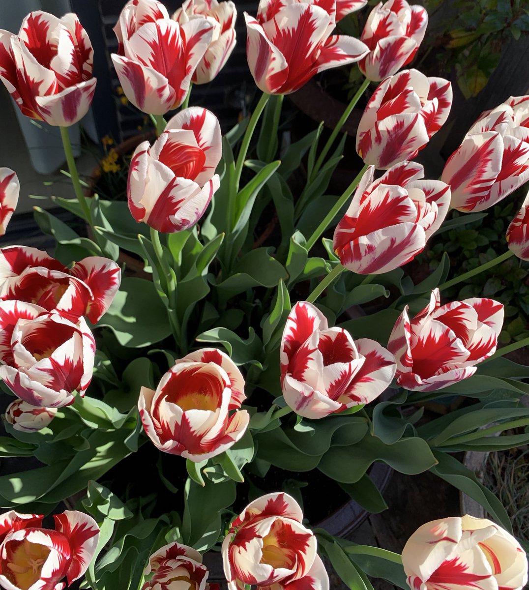 Tulipa “ Farioli” zeg ik #ajax #ajax125