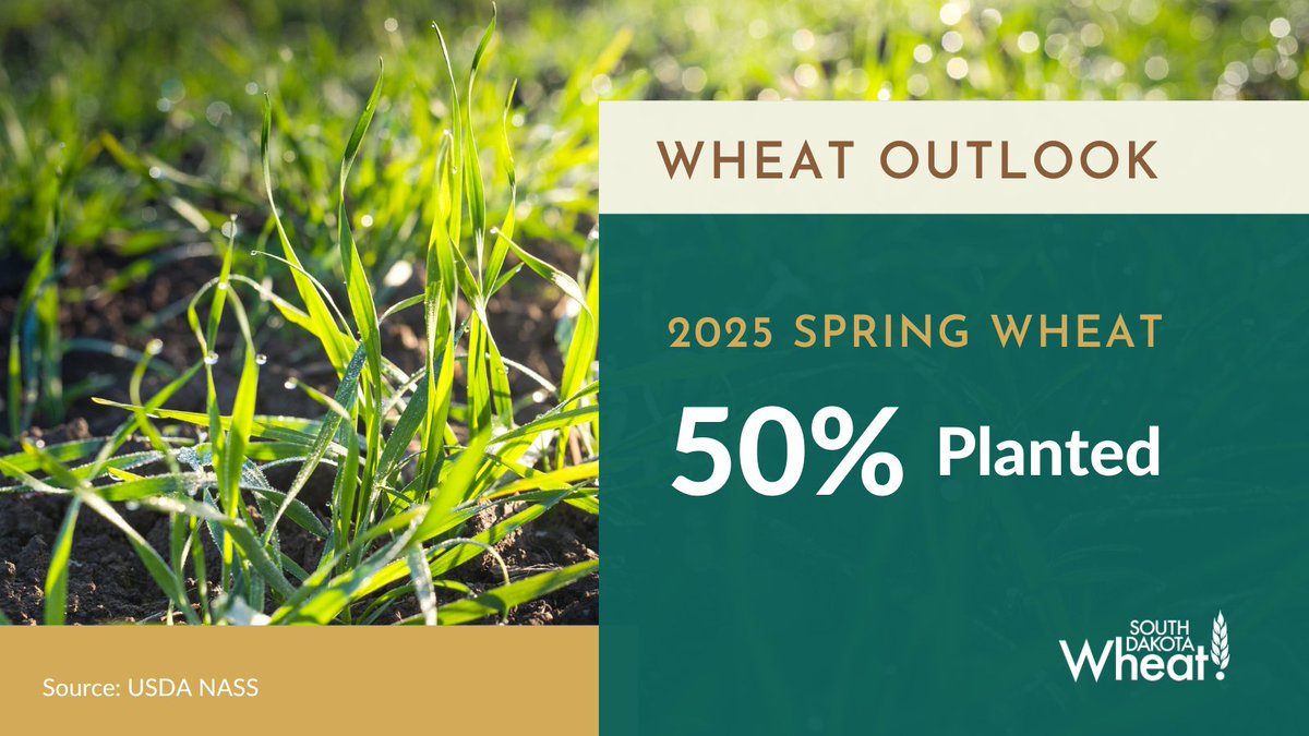 #springwheat is off to a running start.🌱 50% is already planted - ahead of last year's 38% and well past the 27% average. 6% has emerged, keeping pace with 5% last year and the average. #SDWheat