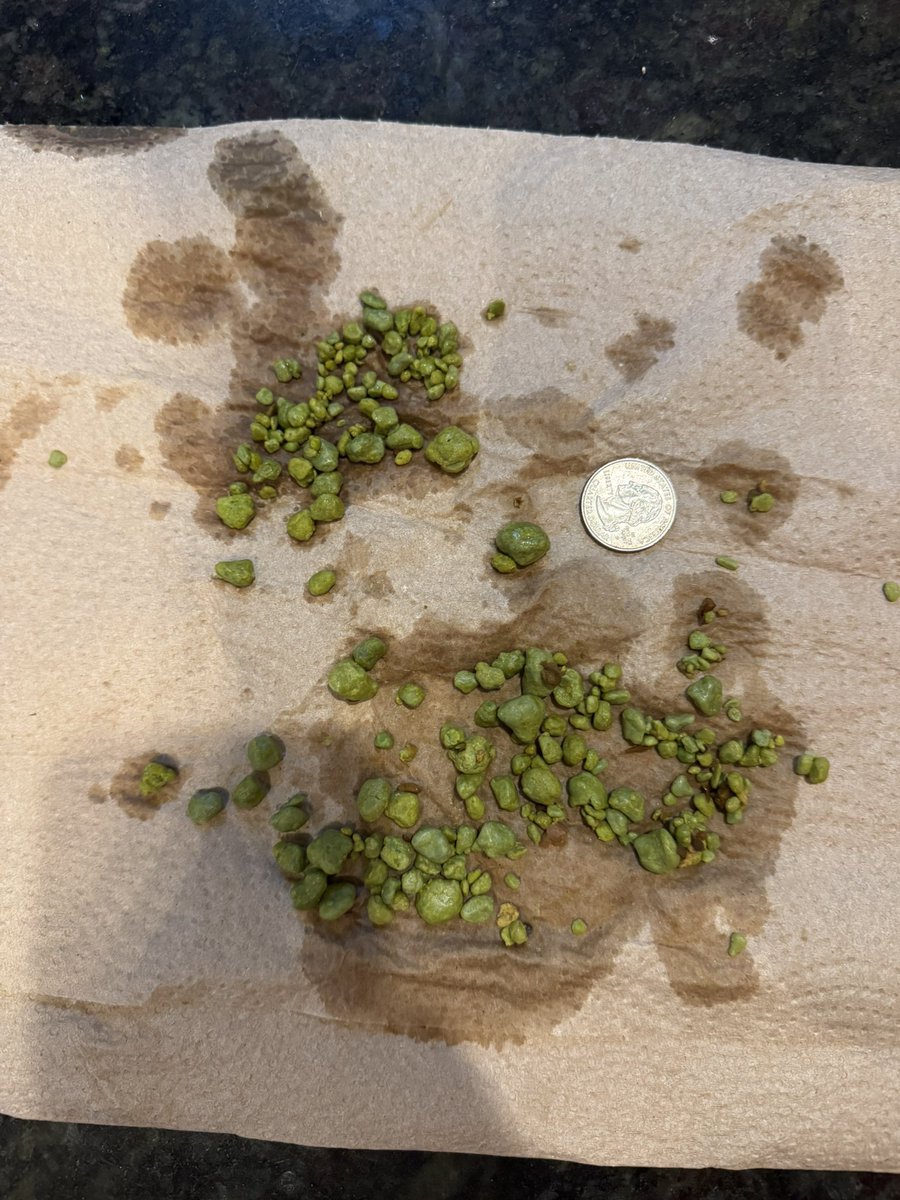 Jules Horn tweet media