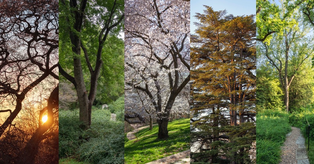 This #EarthDay we dedicate to our magnificent trees: the guardians of the Gardens that cement our stewardship to the land and mission of Dumbarton Oaks.

"Trees of Dumbarton Oaks," now on view through December 20, 2025. Photographs by Sahar Coston-Hardy.
doaks.org/visit/museum/e…
