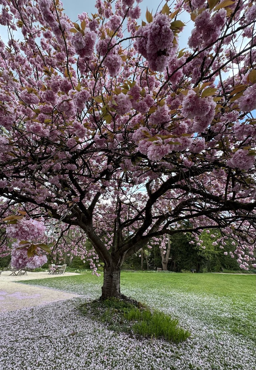 A lovely carpet of blossom in Rowsley today ☺️