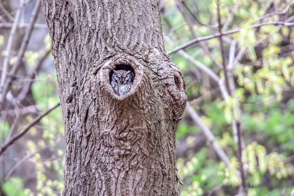 Cara Stofa (@carastofa) on Twitter photo The Inwood Hill Screech Owl 🦉 #birding #owl <a href="/BirdCentralPark/">Manhattan Bird Alert</a> #manhattanbirdalert #birdcpp The Inwood Hill Screech Owl 🦉 #birding #owl <a href="/BirdCentralPark/">Manhattan Bird Alert</a> #manhattanbirdalert #birdcpp