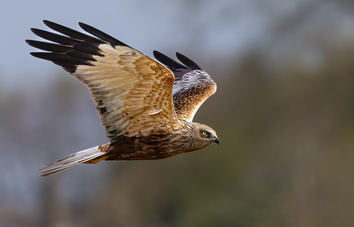 Male marsh harrier at Titchfield today.