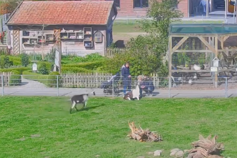More live animal webcams in the database today. Watch more dog, bird, donkey, bee, deer &amp; goat live cams: animalwebcams.net

#pets #zoo #wildlife #loveanimals #PetLovers #AnimalLovers