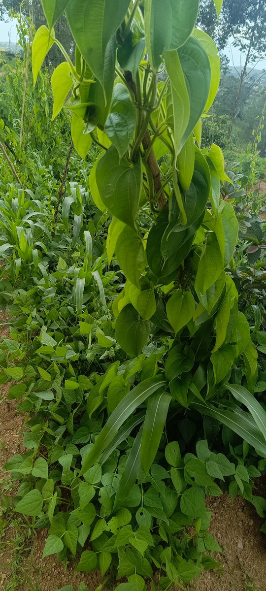 AbiluTangwa's tweet image. Did you know that nature-based farming systems can help combat climate change? By sequestering atmospheric CO2 in soil, we&apos;re taking significant steps towards a greener and cleaner planet. Let&apos;s amplify these small initiatives for big impact! 🌿🌏 #ClimateSolutions…