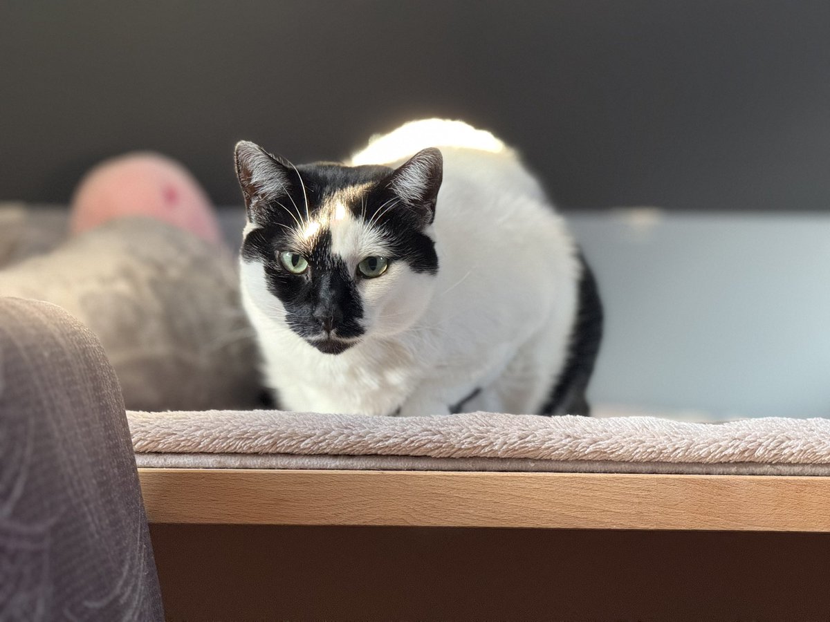 Turns out the ONLY thing Madam eats is roast chicken 😭#CatsofX #Catsoftwitter