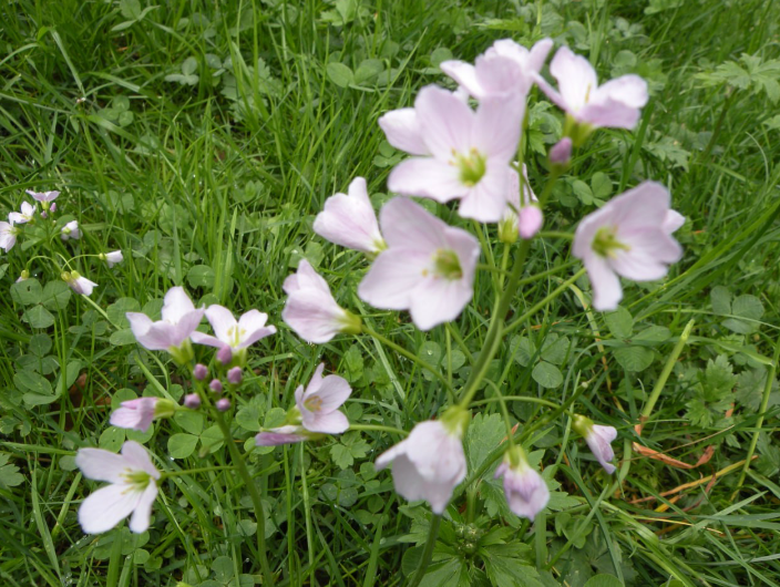 봄이 왔고 모든 것이 되살아납니다