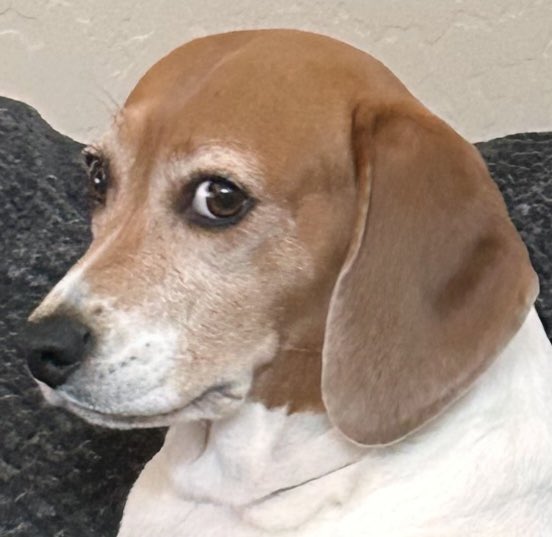 beaglebitch19's tweet photo. #NationalBeagleDay https://t.co/wfB5ap0zVa
