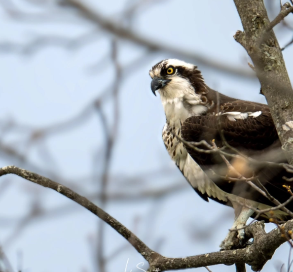 This Earth Day, we celebrate the beauty of Kentucky’s landscapes &amp; wildlife. Let’s cherish &amp; protect these treasures for future generations, today &amp; always. #EarthDay
