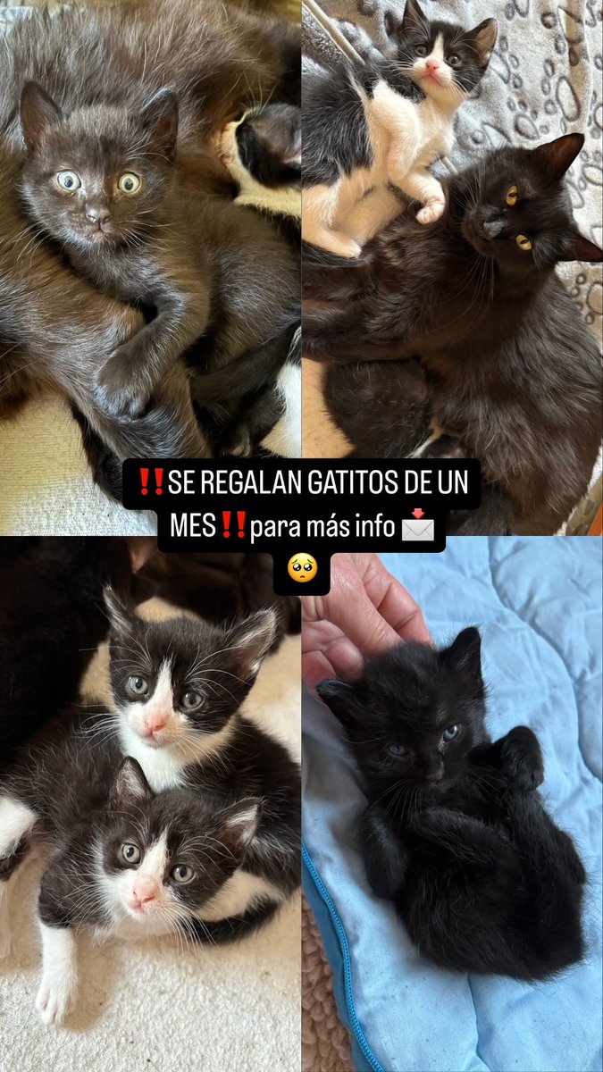 regalo gatitos con un mes :,( la mamá estaba en la calle y la cogimos para que pariera en mi casa y luego castrarla, nos vamos a hacer responsables de ella pero no nos podemos quedar a los bebés :,,,(