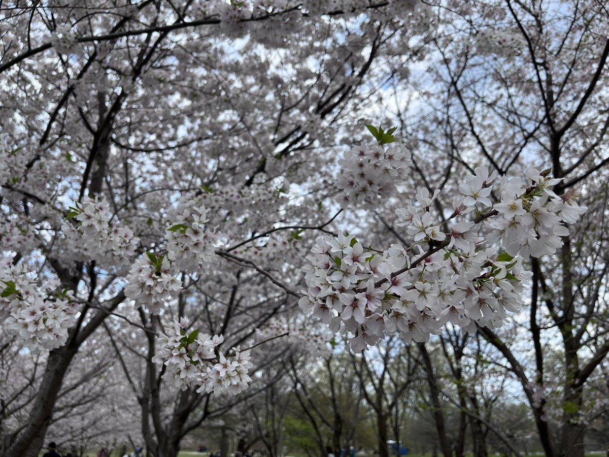 Nick Meshes tweet media