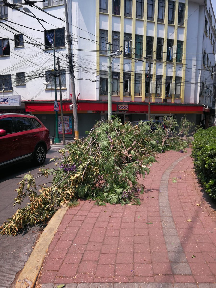 Entre varios vecinos sacamos pesadísimas ramas de la jacaranda mutilada por <a href="/CFE_Contigo/">CFE_Contigo</a> <a href="/CFEmx/">CFEmx</a> y que, arrojó con violencia a nuestra Glorieta comunitaria y que imposibilitaba el libre tránsito de los peatones. 
<a href="/EmiliaCallejaA/">Emilia Calleja Alor</a>