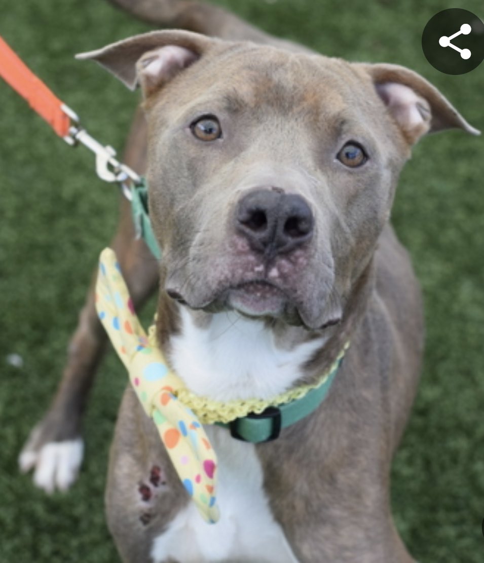 Quinnqueens's tweet photo. 🤎🐾 P͙R͙O͙F͙E͙S͙S͙O͙R͙ 🐾🤎
This 1 year old boy is pure love
Look how adorable, he will B a great companion 4 U⬇️ He’s spent many lonely days locked in a cage, will U give him the home 🏡 of his dreams? #AdoptHim He will love 4 U to B his 4ever paw parent https://t.co/rz735znk17 https://t.co/hAcQUfyNKc